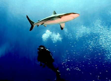 Diver watching a Grey Reef Shark in Rangiroa. Nikonos V 2... by Marylin Batt 