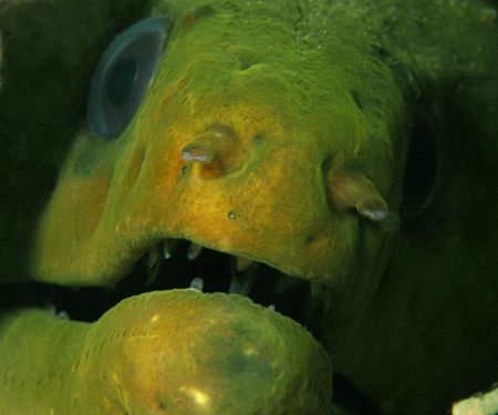 This was one of the largest green moray's I have seen. by David Heidemann 