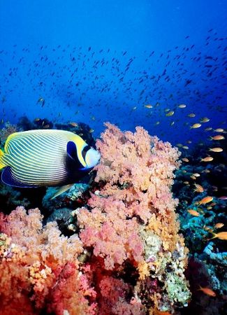 Colors! Colors! Colors!
Beautiful Jackson Reef, Tiran, E... by Erich Reboucas 