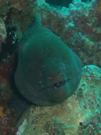 One of the many Morays that we saw when Diving off the is... by Karen Scorgie 