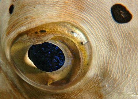 Balloonfish eye. by David Heidemann 
