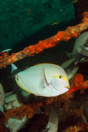 surgeon fish "hang out" on the Dania wreck just off the r... by Fiona Ayerst 