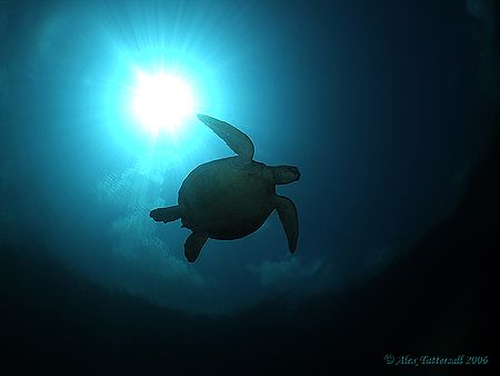 Turtle in the sun... Sipadan... by Alex Tattersall 