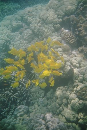 Kealakekua Yellow Tangs July05. ReefMaster film camera. by Bill Arle 