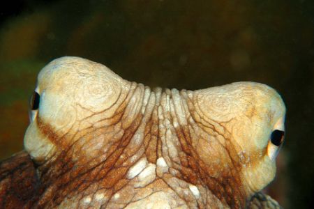 Octopus portrait, taken at night in Curacao. by David Heidemann 