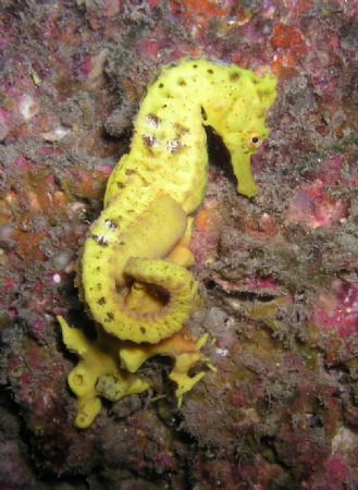 Yellow Seahorse by Kevin Colter 