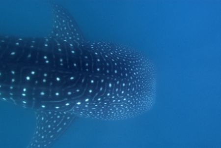 whale shark abstract.donsol,philippines.nikon D200,ikelit... by Parvin Dabas 