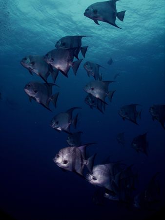 I saw these Spadefish on two different dives, and on two ... by Steven Anderson 