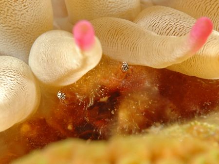 Crab, peeking under anemone. by David Heidemann 