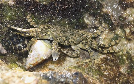 Tiny crab on the shore. D200, 105mm. by Derek Haslam 