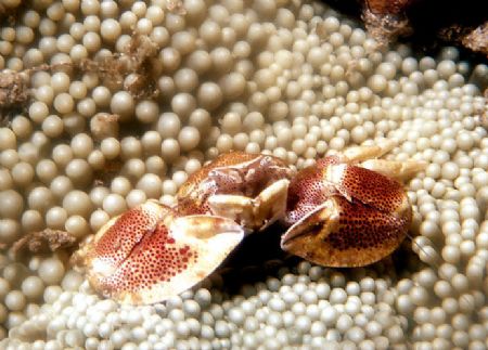 'PORCELIN' Porcelin crab. Walindi; West New Britain, PNG.... by Rick Tegeler 