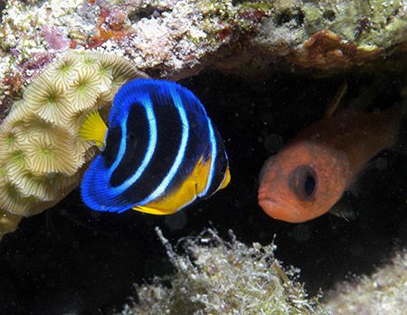 Juvenile Queen Angelfish and one of his little friends. N... by Jim Chambers 