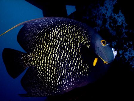 One of my favorite fish in the ocean, The French Angel. T... by Steven Anderson 