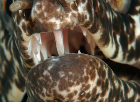 Spotted Moray, close-up of front teeth. by David Heidemann 