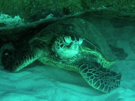 this was a green sea turtle under a ledge... i took this ... by Gabriel Guerra 