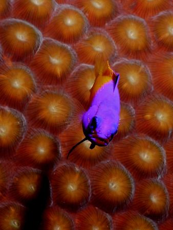 The Royal Gramma, one of the most colorful on the reef an... by Steven Anderson 