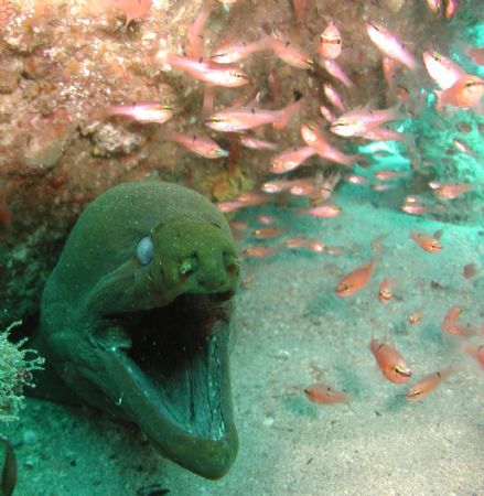 Old One Eyed Green Moray by Kevin Colter 