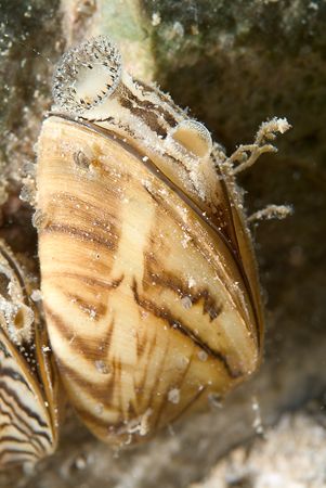 
Fresh water Zebra mussel. Capernwray.
S2 pro, 60mm. by Derek Haslam 