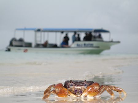 Small Crab and our Dive Boat taken with a Canon SD550 Poi... by Terry Moore 