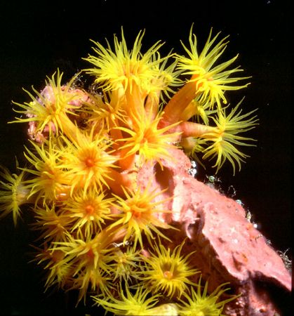 'NIGHT BLOOMING CORAL' Tubastrae; seen relatively often h... by Rick Tegeler 