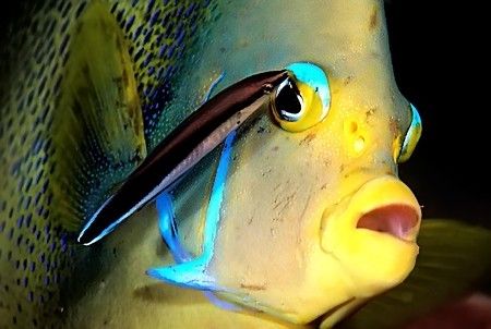 Angelfish has it's eye shadow touched up...;-)
D2x 105mm by Rand Mcmeins 