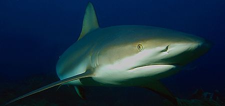 Grey reef shark. Roatan, Honduras. by Shawn Jackson 