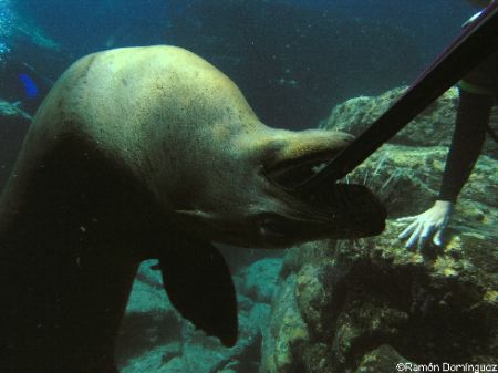 Sea lion playing with a diver fin, at Los Islotes, Sea of... by Ramón Domínguez 