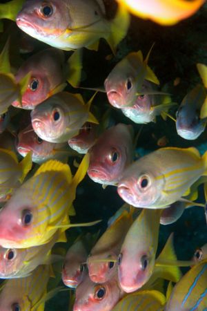 School of fishes in Nosy Be by Ugo Gaggeri 