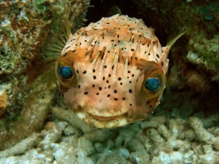 Keep smiling...!!!
Friendly little Balloonfish swiming d... by David Benz 