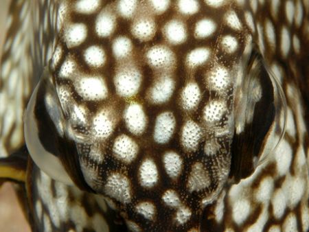 Trunkfish portrait - up close. Curacao. D70, 105 macro. by David Heidemann 