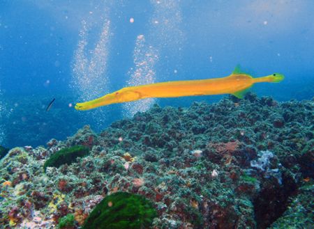 Trumpetfish off the south solitary islands. Taken with a ... by Shea Pletz 