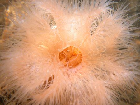 Plumose anemone taken in oosterschelde
Netherlands by Brocken Rudi 