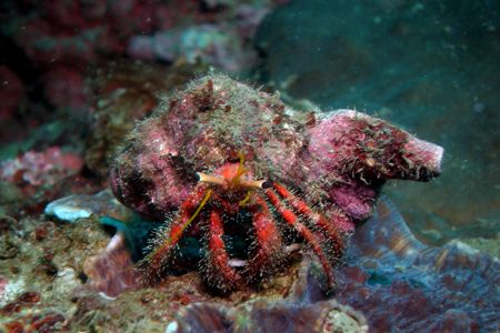 Hermit Crab (Dardanus megistos) - Sitting at the forward ... by David Drake 