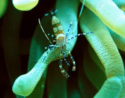Beautiful coloured anemone shrimp.
A difficult picture t... by David Benz 