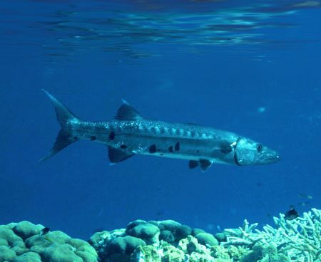 'GIANT Barracuda' ...... in the shallows.
Enjoy! by Rick Tegeler 