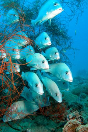 A lot of sweetlips in Nosy Be. by Ugo Gaggeri 