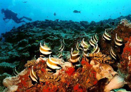 School of Banner Fish, Rangiroa Atoll, 
French Polynesia... by Marylin Batt 