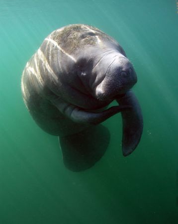 Manatee in afternoon Light.Taken at Crystal River,FL. by Ray Eccleston 