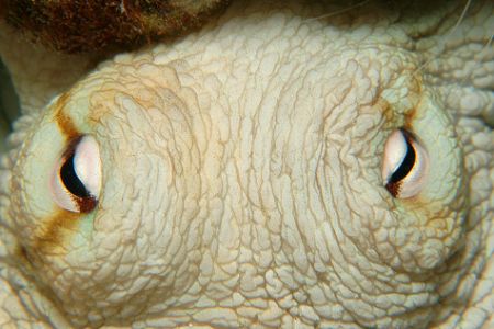 Eye contact with octopus. by David Heidemann 