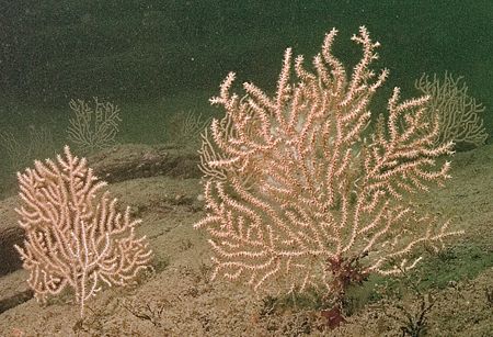 Pink sea fans.
Udder rock, Cornwall.
D200,16mm. by Mark Thomas 