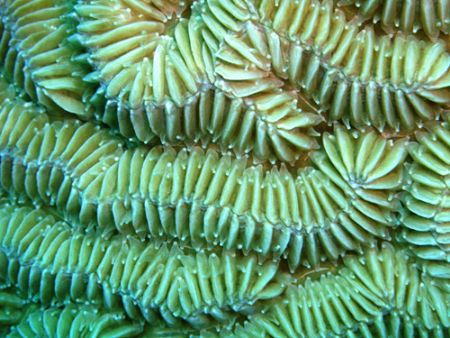 Maze coral, I am just amazed with the variety of coral un... by Lora Tucker 
