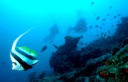 Long Fin Banner Fish . Taken at Mnemba Atoll , Zanzibar. by Karl Svendsen 