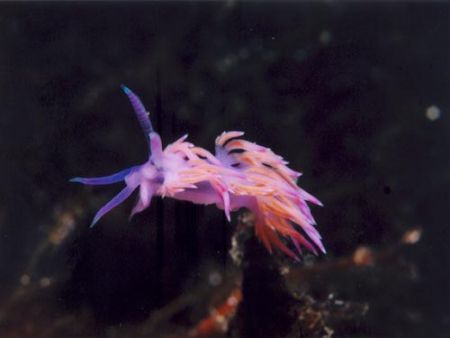 Flabellina affinis in the Mediterranean sea - NikonosV wh... by Ferdinando Meli 