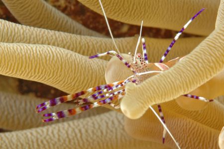 "Stretching," spotted cleaner shrimp on anemone. Curacao.... by David Heidemann 