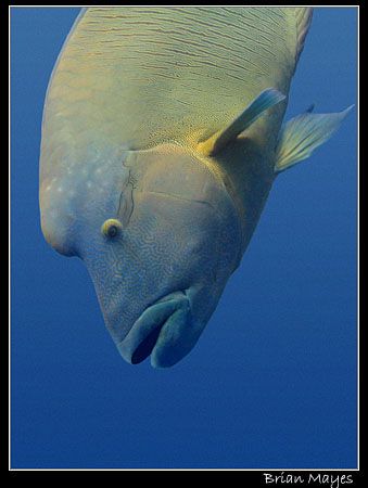 I spotted this Maori Wrasse, head down, being cleaned. Th... by Brian Mayes 