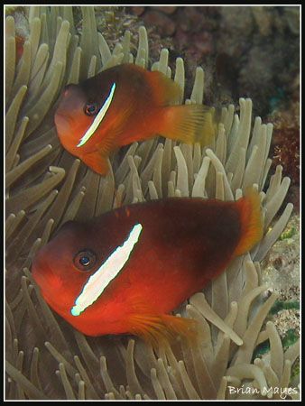 A couple of Dusky Anemonefish from Taveuni, Fiji. Canon A... by Brian Mayes 