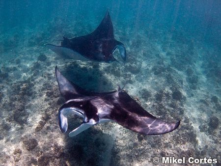 Mantas. This photo was taken while snorkeling, with no st... by Mikel Cortes 