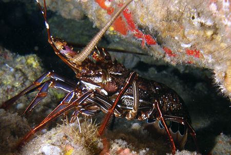 Lobster - Found around 20 meters at Green Island in his c... by David Drake 
