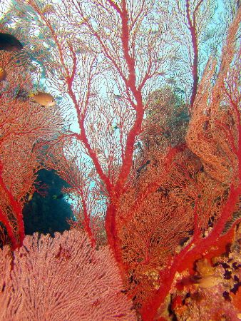 Amazing wall of red Coral.
Great Barrier Reef by Joshua Miles 