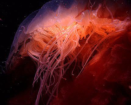 Jellyfish up close. when you get close to a jellyfish, yo... by Jonas Andersson 